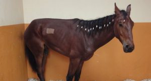 egs-horse
